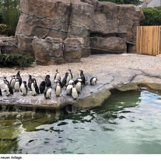 Neue Pinguin-Anlage im Zoo eröffnet