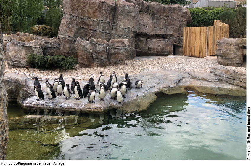 Humboldt-Pinguine im Zoo